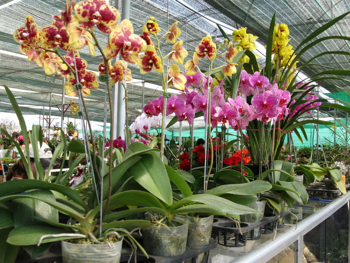 Lan hồ điệp có nhiều màu khác nhau, chúng có giá từ 1,5 - 88 triệu đồng. Những chậu lan "khủng", nhiều cây và bông thường có giá đắt đỏ, thường được nhiều giàu mua biếu hoặc trưng tết.