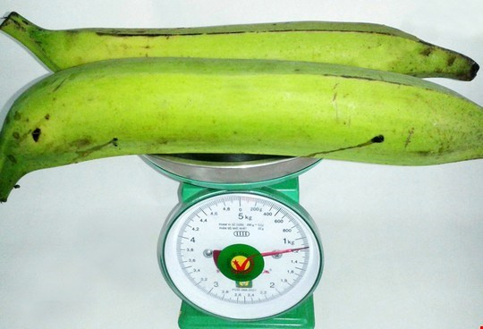 Chuối khổng lồ trồng được ở Trà Vinh có trọng lượng 0,5 - 1,2kg, dài 35-40cm khiến nhiều người không khỏi ngỡ ngàng. Cũng như chuối sáp, chuối tá quạ không ăn ngay được mà phải luộc chín. Chúng được chế biến nhiều món ăn rất hấp dẫn như nấu cà ri, lẩu, giả cầy hoặc luộc.