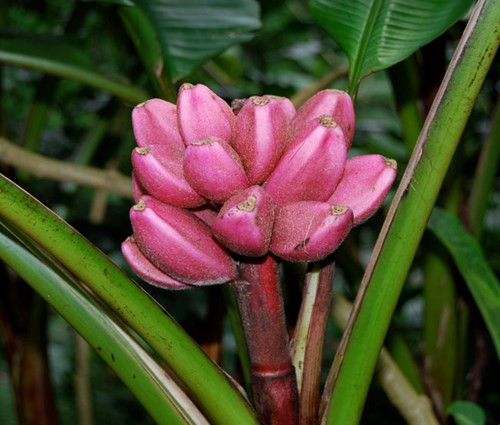Trong số các giống chuối gây "bão" trên thị trường, chuối hồng từng khiến không ít người "phát cuồng" vì màu sắc lạ lẫm, hút mắt. Một nải chuối hồng có mức giá khá cao, 500.000 - 600.000 đồng/nải.