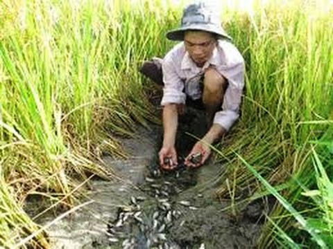 Miền Tây mùa nước nổi, người dân thường đi đánh bắt cá đồng. Hầu hết các loại cá đồng được dùng làm mắm, phổ biến nhất là cá lóc và mắm cá sặc. Khô cá lóc tại đây trở thành đặc sản nổi tiếng của vùng miền Tây, giúp người dân tăng thêm thu nhập.