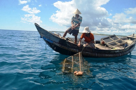 Ngư dân xã Vĩnh Thái, huyện Vĩnh Linh (Quảng Trị) hay ngư dân Khánh Hòa có thể thu được từ hàng trăm nghìn đến vài triệu đồng mỗi ngày nhờ nghề bẫy mực lá. Ảnh: Báo Quảng Trị.
