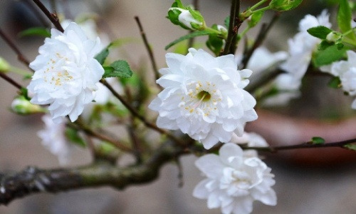 Trong số các loại hoa mai chơi Tết, danh tiếng nhất là cây bạch mai (còn gọi là Thần mai, Nam mai). Loài mai này rất hiếm, một số nơi còn có bạch mai đa số đều là cây cổ thụ. Nổi tiếng nhất là bạch mai ở gò Cây Mai trên 300 tuổi, nơi có chùa Cây Mai (Phú Lâm, TP HCM).
