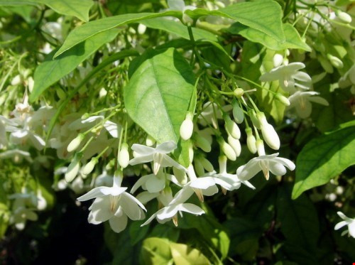 Hoa có 5 cánh nhìn thoáng qua giống hoa mai, nên có tên gọi là mai. Hoa mai chiếu thủy nở luôn luôn hướng xuống phía mặt đất, nên gọi là chiếu thổ, chiếu thủy. Màu trắng tinh khôi của loài hoa này rất được yêu thích, hơn nữa, hoa có mùi thơm dịu nhẹ, dễ chịu.