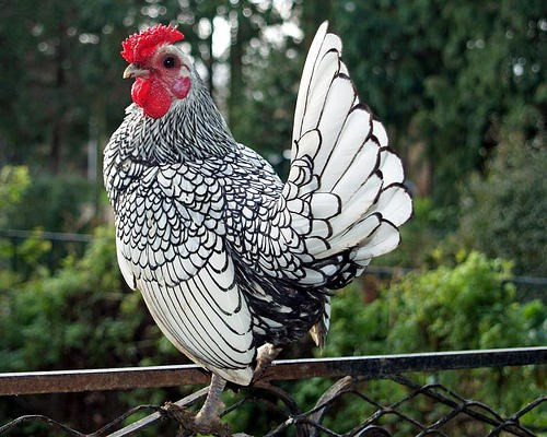 Gà vảy cá độc lạ có giá hàng triệu đồng vẫn hút khách mua nhờ thân hình nhỏ gọn, bộ lông hình vẩy cá đẹp ấn tượng.