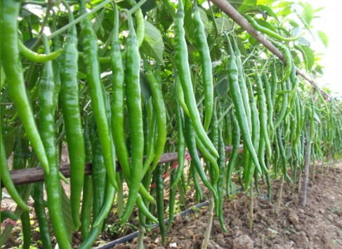 Thoạt nhìn, nhiều người có thể nhầm ớt cay Cayenne với các loại đậu đũa vì hình dáng quá lạ của chúng. Giống ớt độc lạ này được trồng khá phổ biến vì chúng cho năng suất cao, làm gia vị trực tiếp cho món ăn hoặc được đem phơi khô để làm ớt bột.