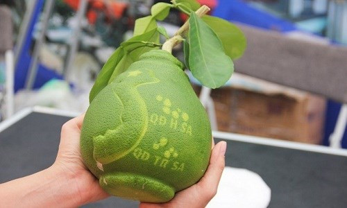 Mới được giới thiệu gần đây, bưởi bản đồ Việt Nam và quần đảo Hoàng Sa, Trường Sa của Việt Nam cũng gây được sự chú ý. Chỉ trong thời gian ngắn, các đơn hàng đã dồn về để đặt mua loại quả này. Hiện giá dự kiến của bưởi bản đồ Việt từ 1,2 triệu đồng.