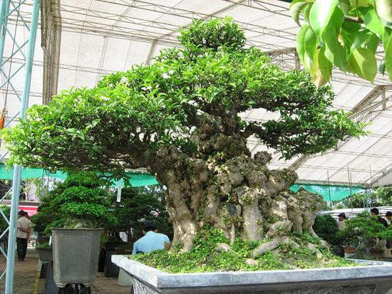 Mới đây, báo chí xôn xao về cây mai chiếu thủy “siêu độc” trên 500 tuổi được chưng trong sân một quán café trên đường Trường Chinh (TP Huế). Thậm chí, có đại gia muốn đổi chiếc Camry lấy cây cảnh độc lạ này nhưng chủ nhân quyết không bán. Ảnh minh họa
