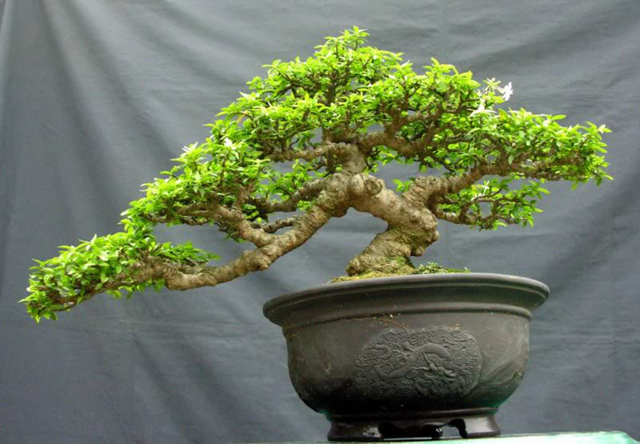 Hình ảnh chậu mai chiếu thủy bonsai đẹp mắt.