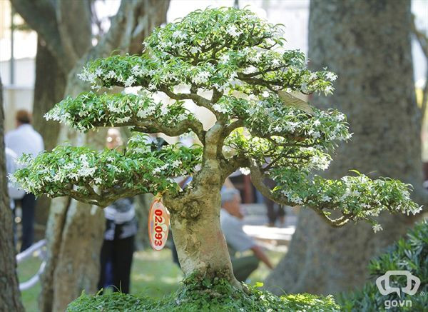 Mai chiếu thủy trong phong thủy biểu trưng cho sự bền vững và ổn định của gia chủ. Chúng thường được trồng chậu trang trí sân nhà, đặt ở sảnh, ban công hay sân thượng và được xem là loại cây cảnh trấn yểm tài lộc cho gia chủ.