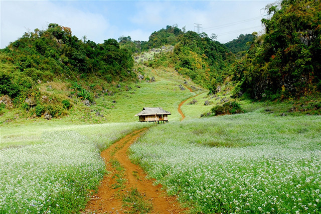 Theo anh Đỗ Quốc Tuấn (hướng dẫn viên du lịch): "Tour du lịch Mộc Châu có lượng khách đông đảo nhất vào dịp này bởi tháng 12 được xem là thời điểm đẹp nhất để ngắm cánh đồng hoa cải và thăm nhiều cảnh sắc ở đây như nông trường chè, bản Ba Phách". Giá tour Hà Nội - Mộc Châu (2 ngày 1 đêm) dao động từ 800.000 đồng đến 1 triệu đồng/người (di chuyển ô tô).