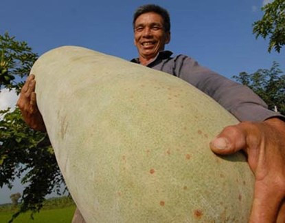 Ông Nguyễn Văn Thông với trái bí cân nặng đến 41 kg, dài khoảng 1m, chu vi khoảng 1,2 m mà gia đình ông đã trồng được.
