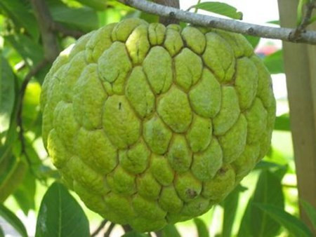 Nông dân ở huyện Định Quán (Đồng Nai) trồng loại na không hạt nặng tới 1kg. Ngoài ưu điểm miễn cho người ăn khỏi phải nhằn hạt, na không hạt còn được ưa chuộng vì mùi vị ngọt thanh, thịt trắng dai.