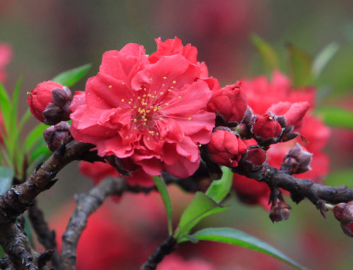 Hoa đào Thất Thốn có 4 loại hoa: hoa sẫm (màu nhung đỏ), hoa phai, hoa đơn, hoa kép, đẹp nhất là màu nhung đỏ thẫm. Tuy nhiên, nếu chọn mua loại đào này phải tìm hiểu khâu chăm sóc rất kỹ lưỡng.
