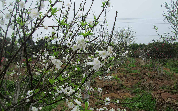 Đặc biệt, trong khi các loại hoa đào khác không có mùi thơm thì hoa đào bạch đào lại có mùi hương thơm toang thoảng rất hấp dẫn....
