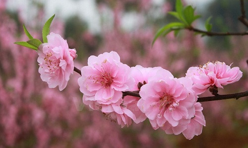 Mua, trồng hoa đào Tết từ lâu đã trở thành truyền thống của người Việt mỗi dịp xuân về. Trong đó, giống đào hoa màu nhạt, phơn phớt hồng, gọi là đào phai, cũng có loại cánh kép, có loại cánh đơn, trông mỏng manh và thanh nha.