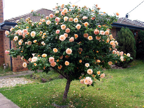 Cây hồng Tree rose đẹp và độc lạ thường được đại gia tìm mua để trồng tại nhà, chúng có giá từ chục triệu đến vài chục triệu đồng.