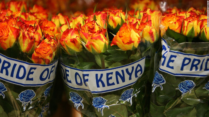 Hồng nhập khẩu Kenya được rao bán 100.000 đồng/cành (tùy màu sắc trắng, đỏ, cam...).