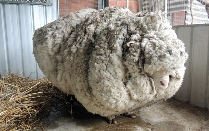 Chú cừu phải cõng bộ lông nặng tới 40 kg ở Canberra, Australia.