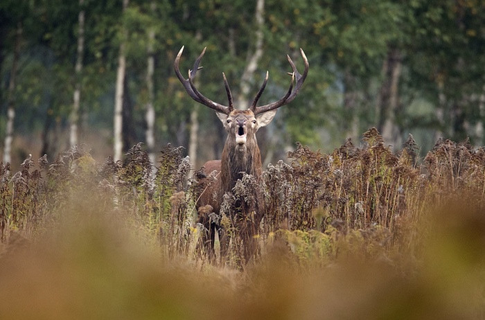 Hươu đực gọi bạn tình trên cánh đồng gần ngôi làng Dobrovolya, Belarus.