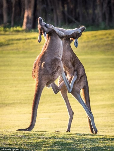 Cảnh tượng kangaroo quyết chiến như võ sĩ kick-boxing được nhiếp ảnh gia Tyndall ghi lại tại vùng ngoại ô ở Perth, Australia.