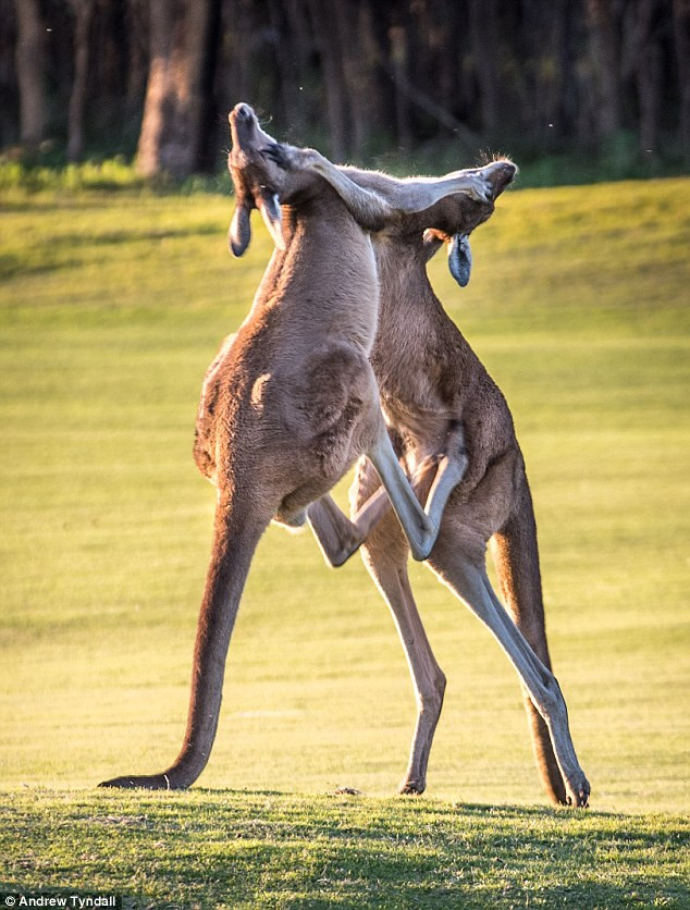 Cảnh tượng kangaroo quyết chiến như võ sĩ kick-boxing được nhiếp ảnh gia Tyndall ghi lại tại vùng ngoại ô ở Perth, Australia.