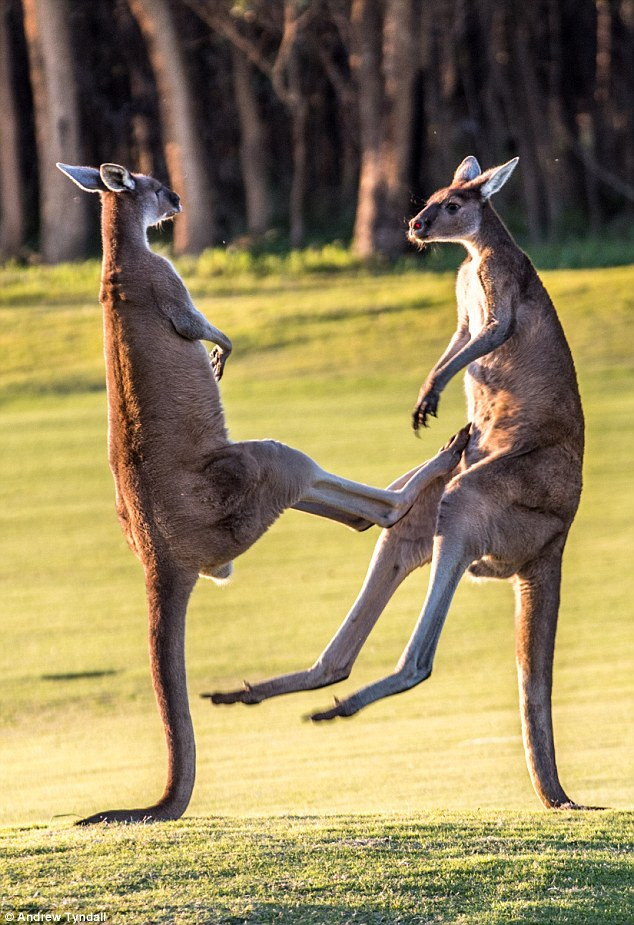 Hai con kangaroo đực đánh nhau để tranh giành bạn tình, trong khi đó, con kangaroo cái đã nhanh chân biến khỏi hiện trường ngay sau khi cuộc chiến nổ ra.