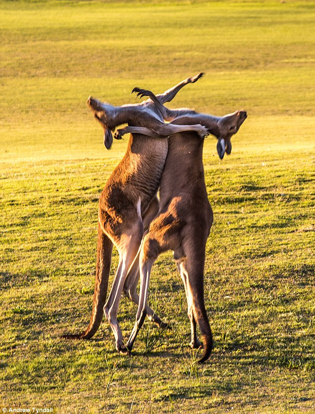 Đuôi của kangaroo đóng vai trò như chân thứ hai giúp chúng thăng bằng khi đánh nhau.