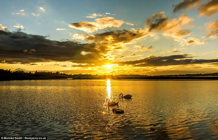 Thiên nga bơi trên hồ dưới nắng sớm mùa thu ở Leeds, West Yorkshire.