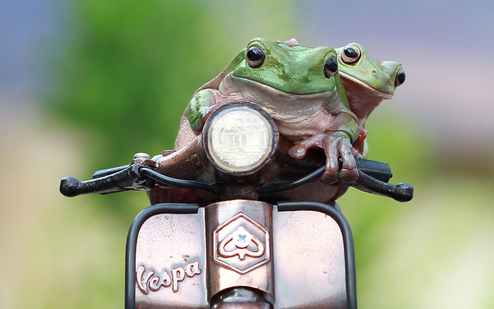 Cảnh tượng cặp ếch xanh cưỡi trên xe Vespa đồ chơi được nhiếp ảnh gia Kurit Afsheen ghi lại trong vườn nhà mình ở Jakarta, Indonesia.