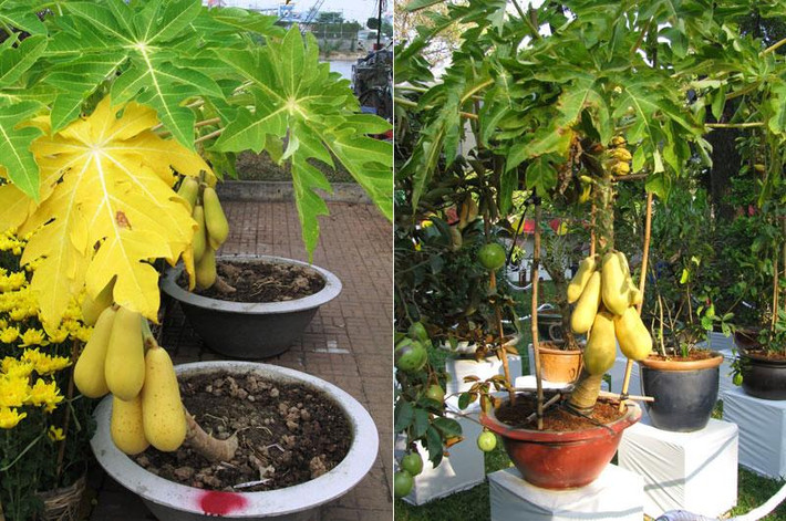Nhiều cây ăn quả quen thuộc như đu đủ cũng được nhà vườn chăm sóc, tạo dáng trong chậu cảnh, giá 2- 3 triệu cho mỗi chậu cây. Đu đủ cảnh được coi là đẹp, trên cây phải có đủ hoa, lá và quả.