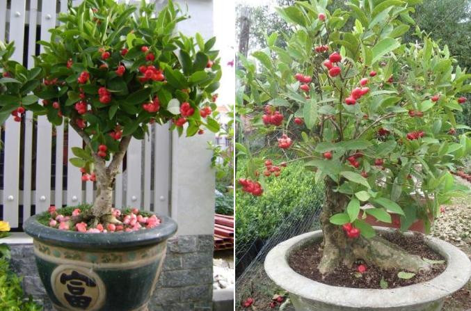 Vài năm gần đây, cây mận (hay còn gọi là cây doi) được đưa vào trồng cảnh. Trái cây màu đỏ, như mang đến lộc, vận may cho người chơi cây.