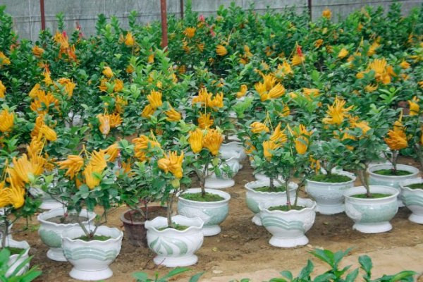 Cây phật thủ có giá từ 2- 3 triệu, đắt hơn, có cây khoảng 10 triệu. Đây là một trong những chậu cây được yêu thích vào dịp Tết, tượng trưng cho các giá trị tâm linh, điềm may, cát tường cho con người.