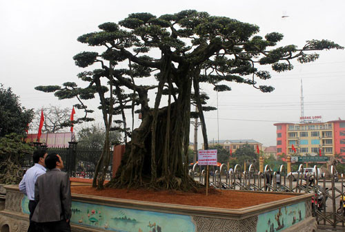 Cây sanh “Quần Long Phượng Vũ” của công ty xây dựng Cường Thịnh Thi (Ninh Bình) có tuổi thọ trên 100 năm, được tạo dáng cầu kỳ có giá là 1 triệu USD.