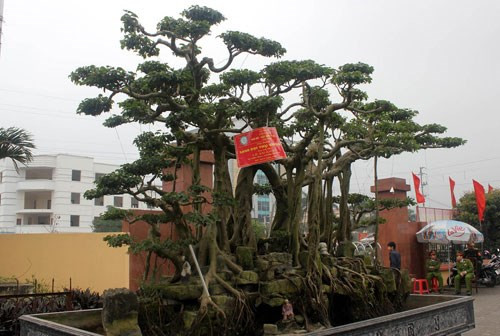 Nhiều cây cảnh thuộc loại quý hiếm, được chăm sóc cẩn thận, tỉ mỉ vì thế có giá trị rất cao. Cây đại thụ vân tùng của nghệ nhân Lê Xuân Kỳ (Ninh Bình) được định giá lên tới 10 tỷ đồng.