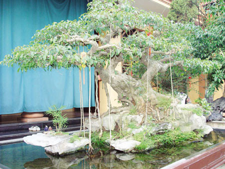 Ở Việt Nam, nhiều cây đại thụ từng được trả giá tiền tỷ và thắng nhiều giải cây cảnh nghệ thuật. Cây sanh tạo dáng phu thê của ông Nguyễn Gia Hiền (Hà Nội) từng đạt giải vàng Festival cây cảnh nghệ thuật (tại TP HCM) năm 2006. Một đại gia từng trả giá 6 tỷ đồng mua cây, nhưng ông Hiền không bán.