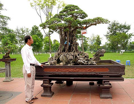 Về độ chịu chơi, cây sanh hơn 150 tuổi, có tên gọi “Con gà mâm xôi” của anh Nguyễn Nam Thành (Phú Thọ) từng “nổi như cồn” vì nhiều lý do, trong đó có mức giá “khủng” 6 triệu USD (tương đương hơn 120 tỷ đồng).