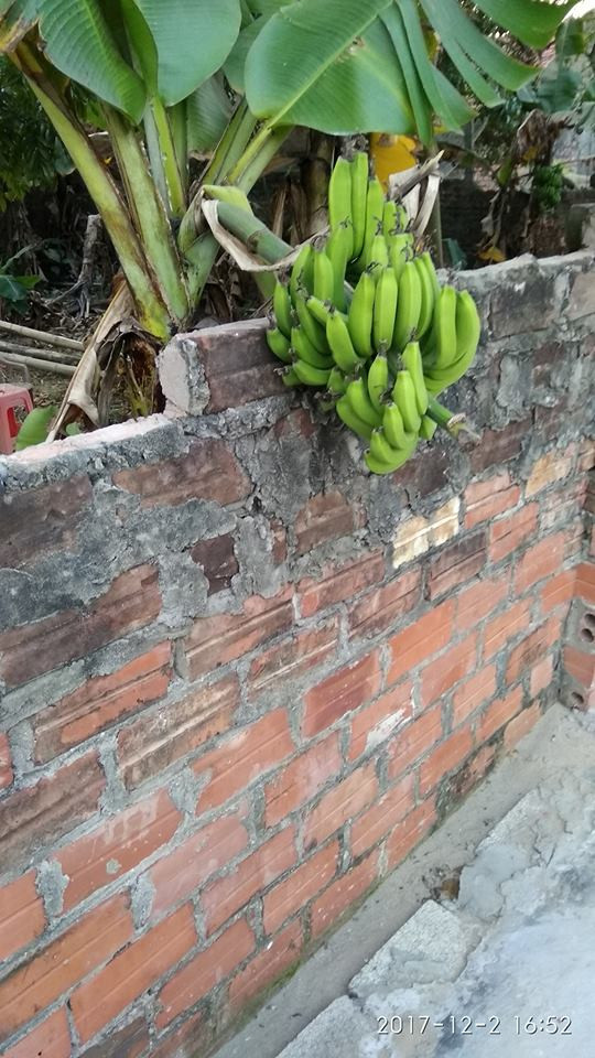 Với buồng chuối này, nếu chủ nhà không phát hiện sớm thì việc mất không là điều khó tránh.