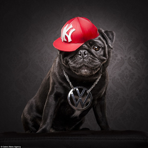 Ngầu theo phong cách quý tộc của một chú chó trong hội rich dog.