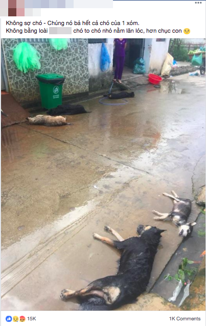 Ở những làng quê ở Việt Nam thì việc chó nhà nuôi bị đánh bả là điều không quá hiểm nhưng việc đánh bả chết hết chó trong 1 xóm chỉ trong một đêm là điều quá nhẫn tâm và kinh khủng. Dù biết chúng chỉ là vật nuôi để trông nhà nhưng nhìn cảnh tượng này chắc hẳn nhiều người sẽ phải lên tiếng bất bình.