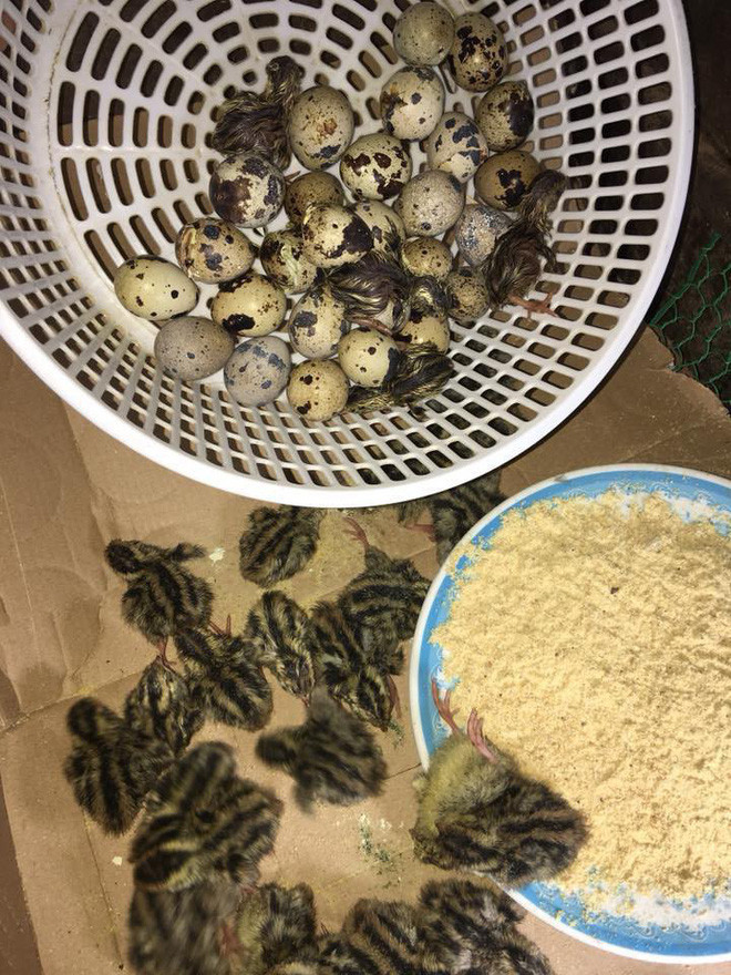 Sự cố ngày nắng nóng này đã đẩy H.A vào tình huống cười ra nước mắt. Giờ hẳn anh chàng sẽ phải đau đầu tìm cách nuôi dưỡng đàn chim cút này.