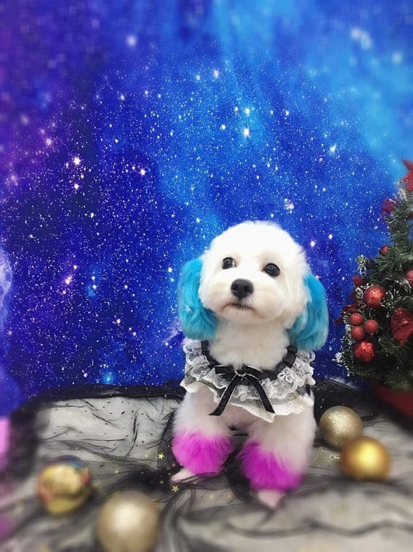Rất nhiều dân mạng đã bày tỏ sự thích thú về bộ tóc mới của chú poodle này như: "Nhìn mặt mà thấy cưng quá à. Hai bên tai có bộ lông hồng hồng yêu ghê", "Tết này bé có bộ tóc mới rồi, đẹp ghê nha".....