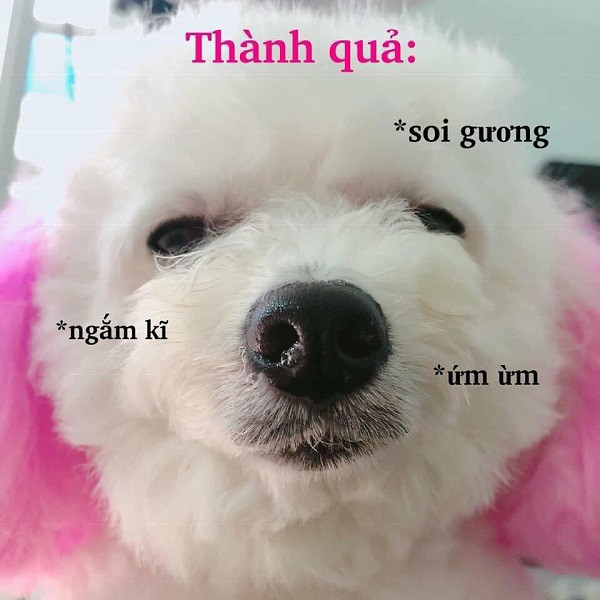 Ngay sau khi bài viết được đăng tải đã thu hút hơn 8.5000 lượt yêu thích và hàng ngàn bình luận bày tỏ sự quan tâm với sáng kiến độc đá dành cho các "boss" trong mùa Giáng sinh này.