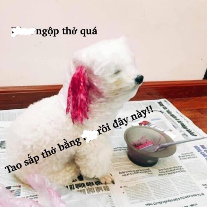Mới đây, trên một fanpage đã chia sẻ về một bí kíp để tân trang nhan sắc cho các "boss" chuẩn bị đón lễ Giáng sinh khiến nhiều người yêu động vật phải quan tâm.