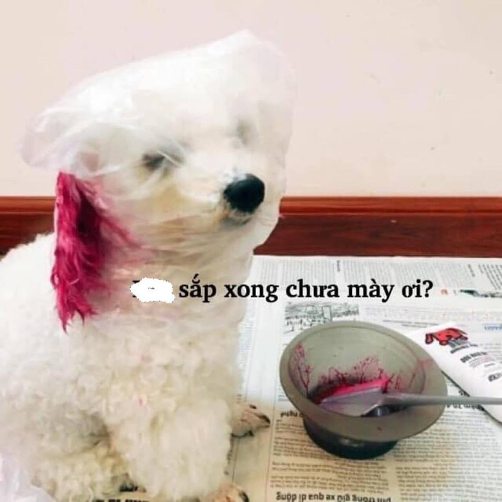 Trước lễ Giáng sinh, không chỉ có các "con sen" tranh thủ đi tút tát lại nhan sắc của mình mà họ còn cẩn thận chuẩn bị "boss" (thú cung) một diện mạo mới để cùng chung vui trong dịp cuối năm này.