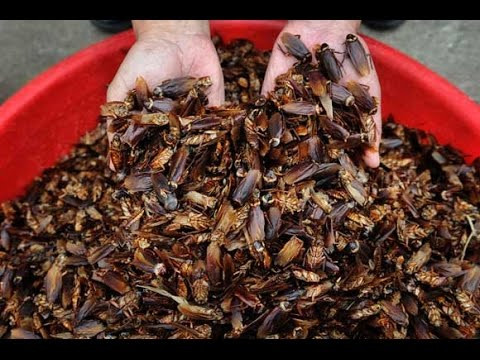 Một chậu gián to đùng được các dân mạng chia sẻ trên các fanpage.