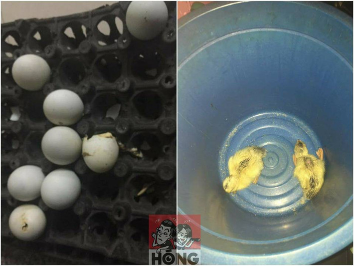 Trứng vịt lộn vốn là món ăn bổ dưỡng và được nhiều người ưa thích. Nhưng không ít người đã rơi vào trường hợp trớ trêu khi mua trứng về mà quên đi, rồi vài ngày sau bỗng dưng thấy trong nhà phát ra những âm thanh lạ tai và cuối cùng phát hiện ra đó là những chú vịt con.