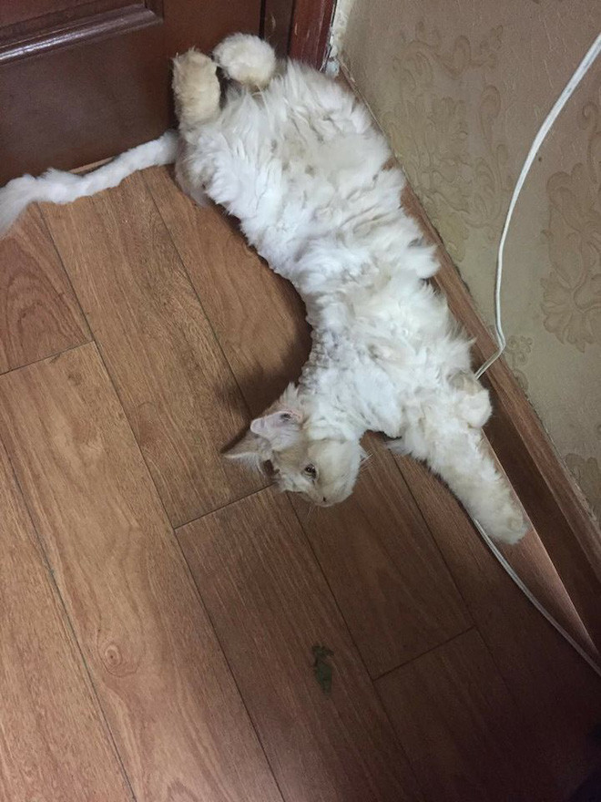 Cũng từ ý tưởng tự cắt tỉa lông thú cưng mà trên mạng xã hội, những bức ảnh các vật nuôi với bộ lông thảm họa được đăng tải trên mạng xã hội, cùng với đó là những dòng tâm sự khiến dân mạng cười chảy nước mắt.