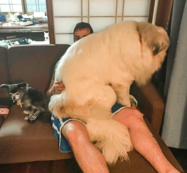 Chú chó khổng lồ trong lòng cậu chủ và con chihuahua ghen tị bên cạnh