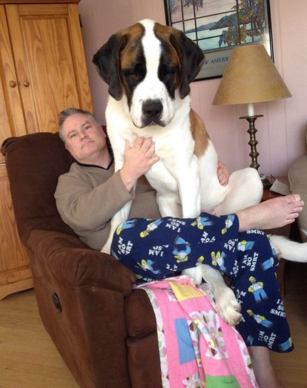 Chú chó Simba 11 tháng tuổi, 59 kg