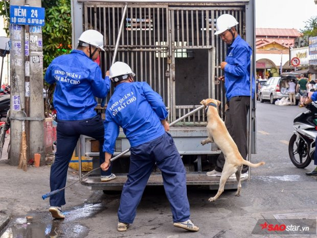 Để đảm bảo môi trường văn minh đô thị cũng như ngăn ngừa nguy cơ tấn công từ chó thả rông đến người dân trên địa bàn thành phố, ngày 15/8, chiến dịch bắt cho thả rông đã được triển khai trên địa bàn quận 1, TP.HCM. Đội bắt chó gồm 3-5 người dùng thòng lọng cùng các phương tiện chuyên dụng để tiến hành. Bên cạnh đó, còn có sự phối hợp, giám sát, hỗ trợ của các cơ quan chức năng như đội đô thị và lực lượng công an.